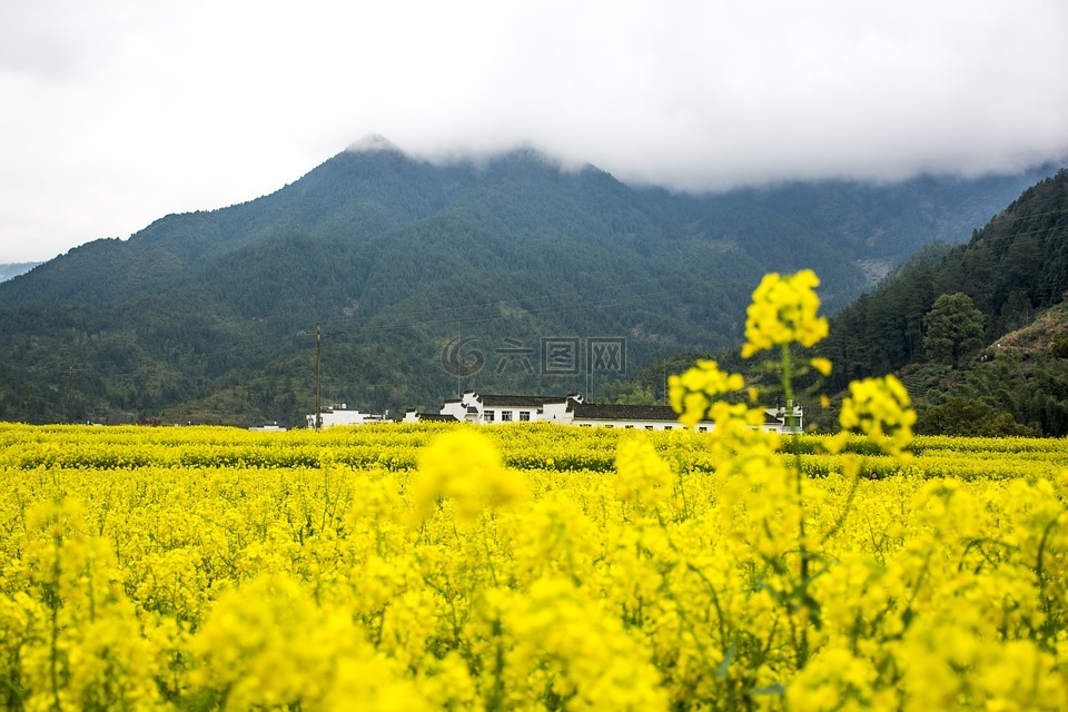 油菜花,婺源,山