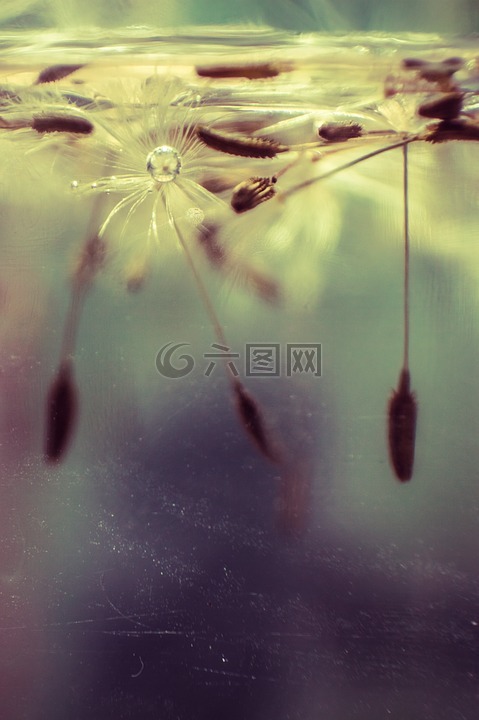 蒲公英,特寫,花