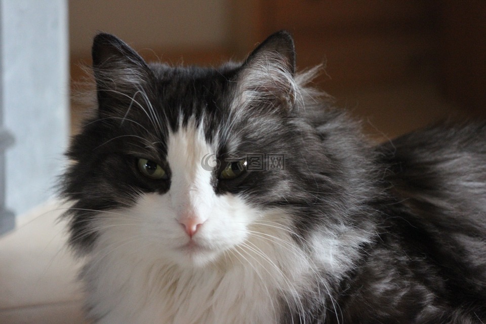 猫,蓬松,猫脸
