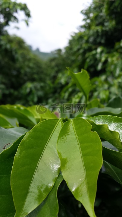 咖啡樹,咖啡,人工林