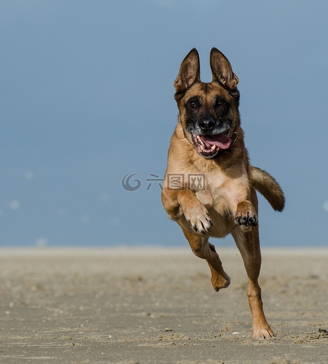 比利时牧羊犬,玛利诺犬,走狗