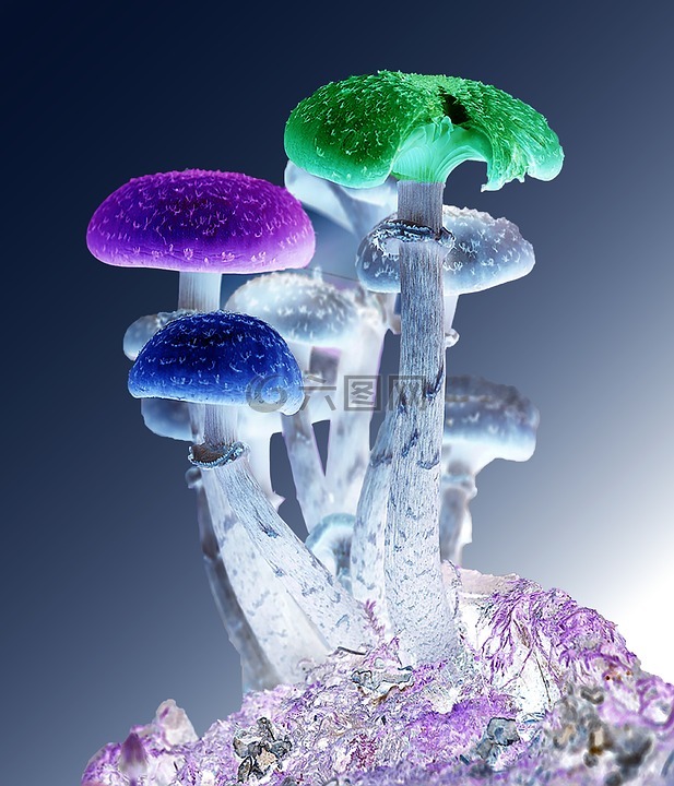 photoshop,蘑菇,psychedelic