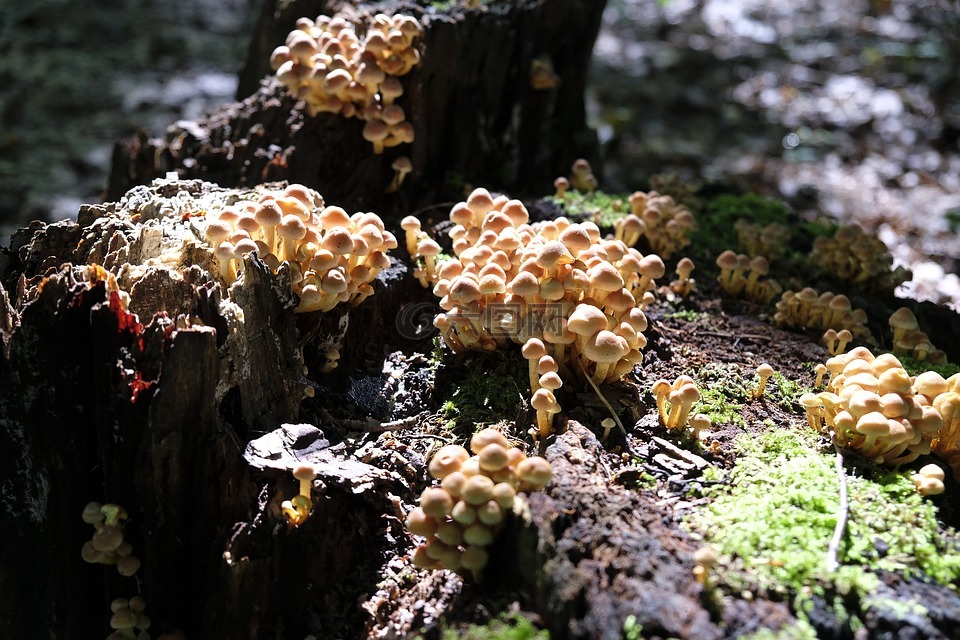 蘑菇,食品,營養(yǎng)