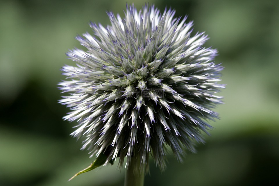 全球薊,echinops,復合材料