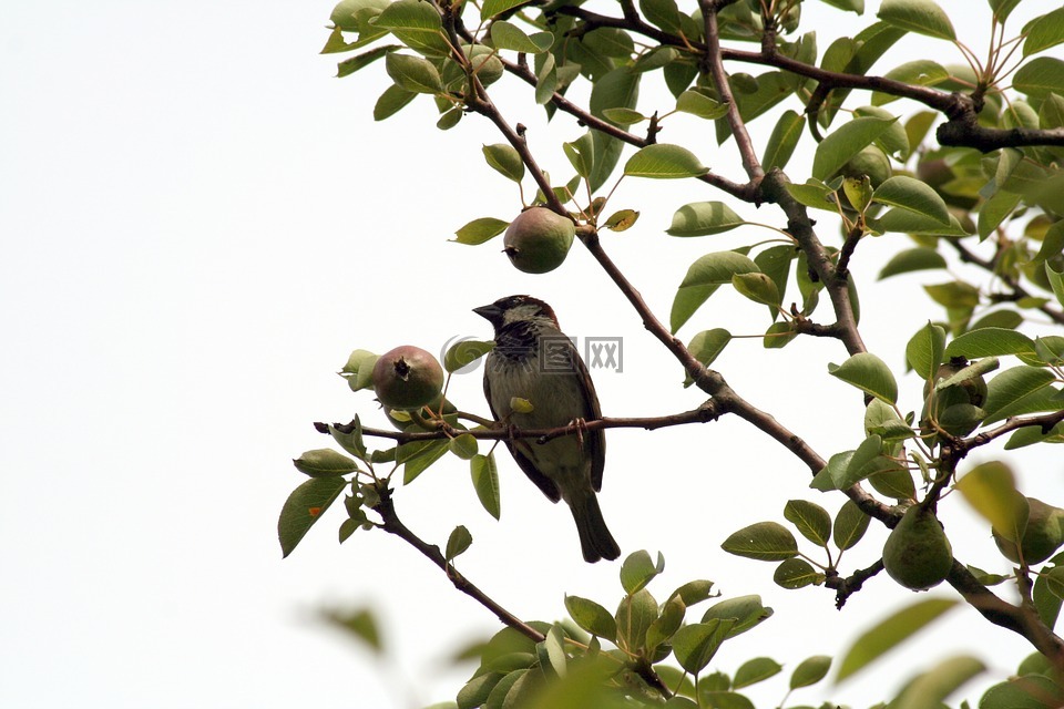 鳥,性質(zhì),羽毛