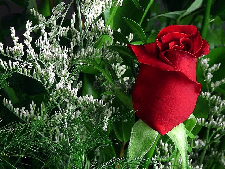 花,玫瑰,红色