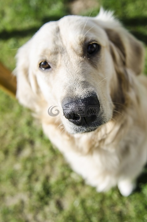 金,黃金獵犬,futrzak