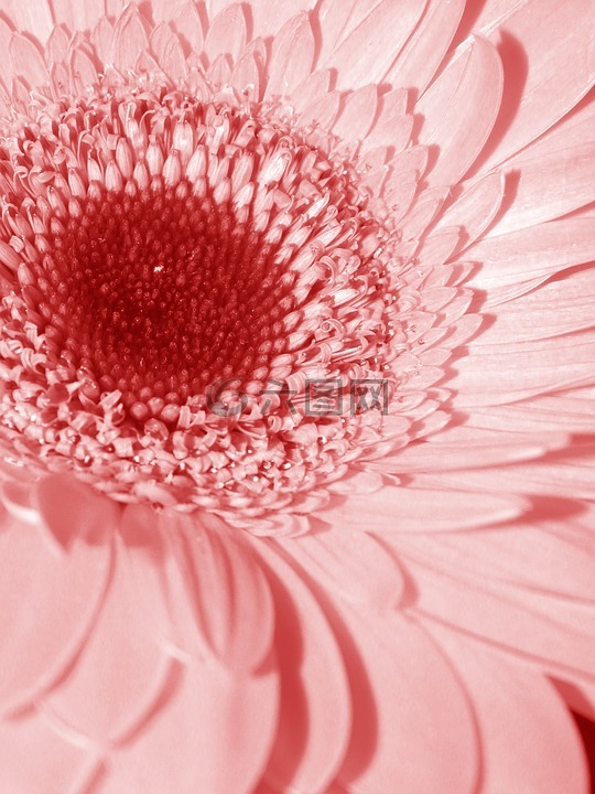 粉紅色,花,雛菊