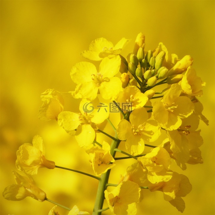 油菜開花,油菜,黃色