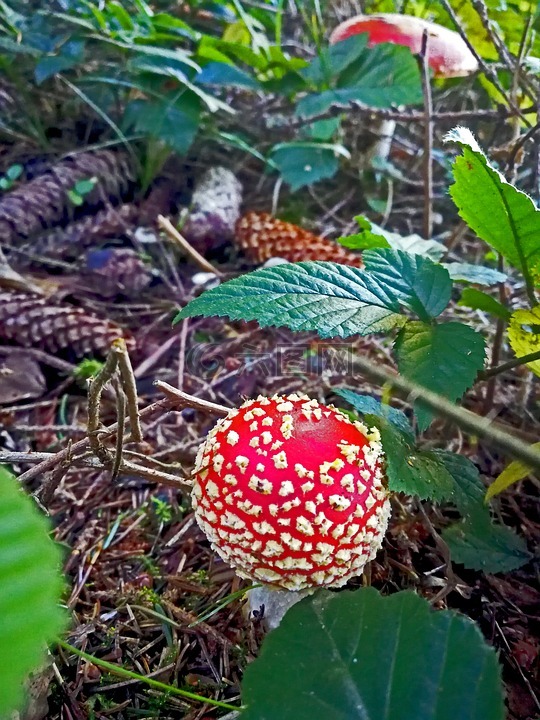 秋季,飞木耳,蘑菇