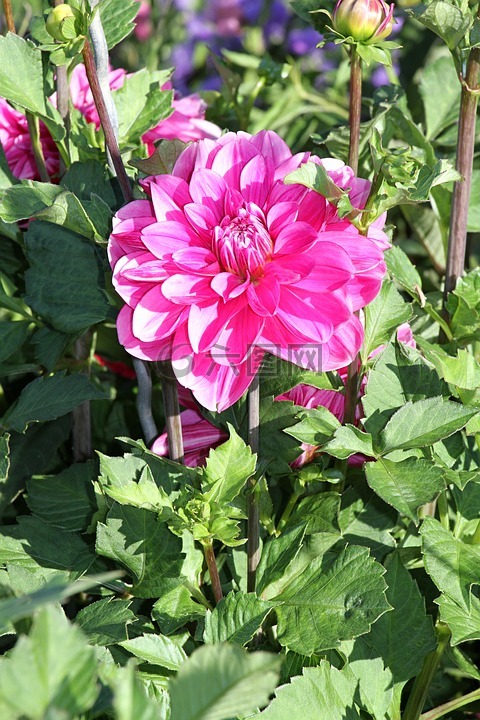 嬌琴紗,粉紅色,花瓣