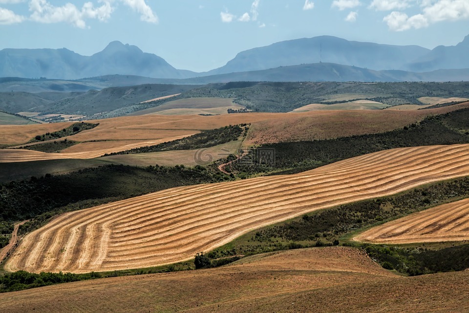 景觀,麥田,收獲
