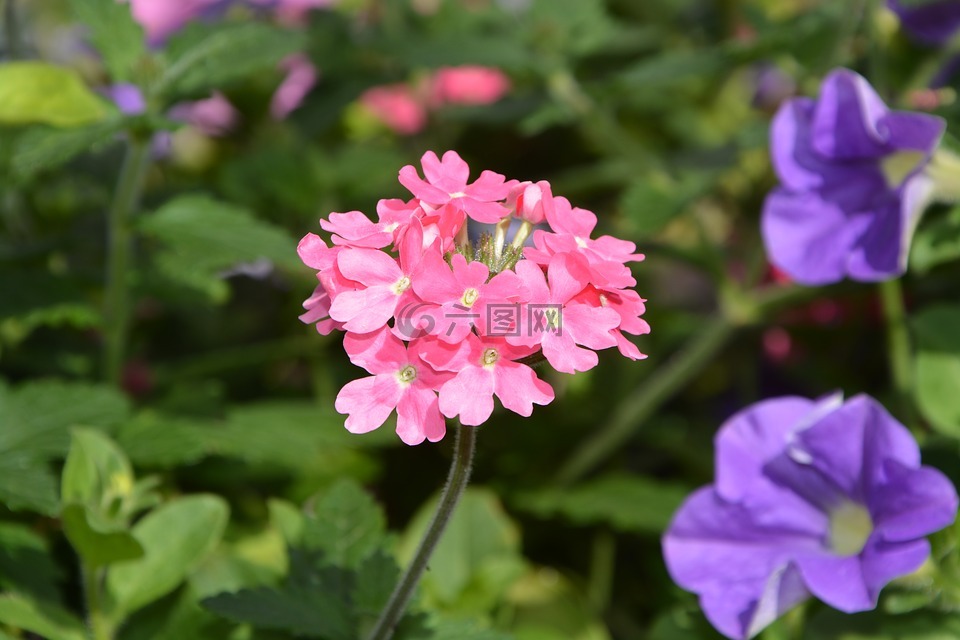 鮮花,植物,粉色