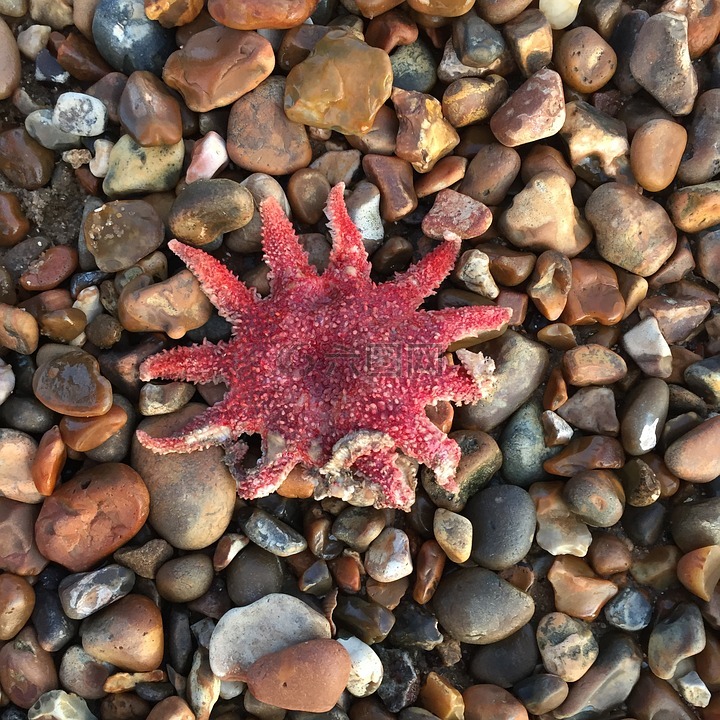 海星,鹅卵石,海