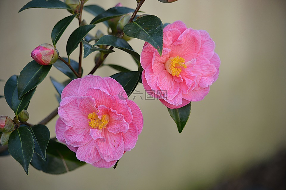 鮮花,玫瑰,植物區(qū)系