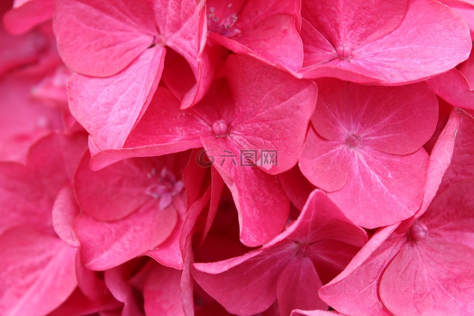 鲜花,粉红色,花瓣