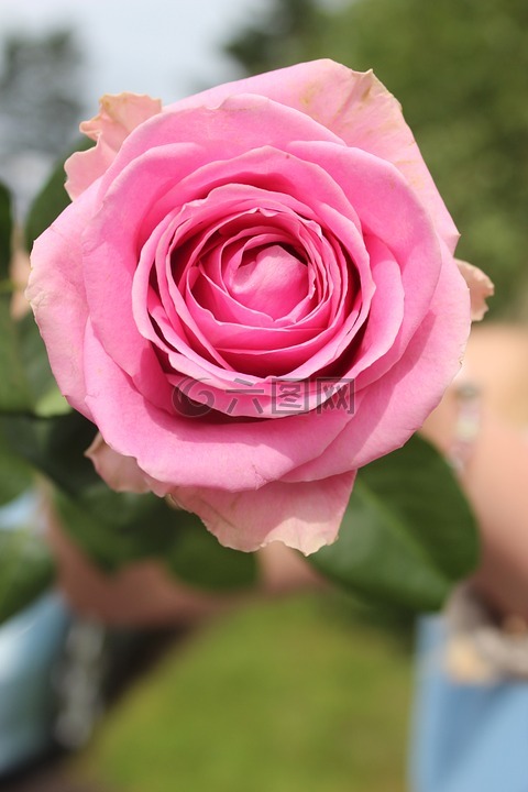 玫瑰,粉红色,花
