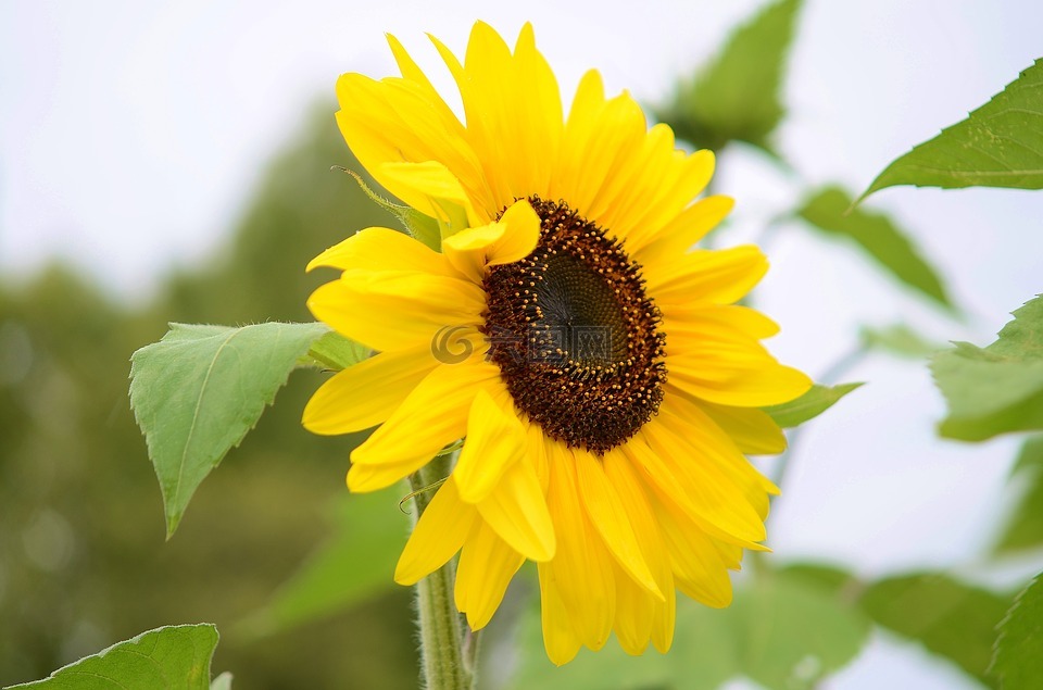 花,natur,春