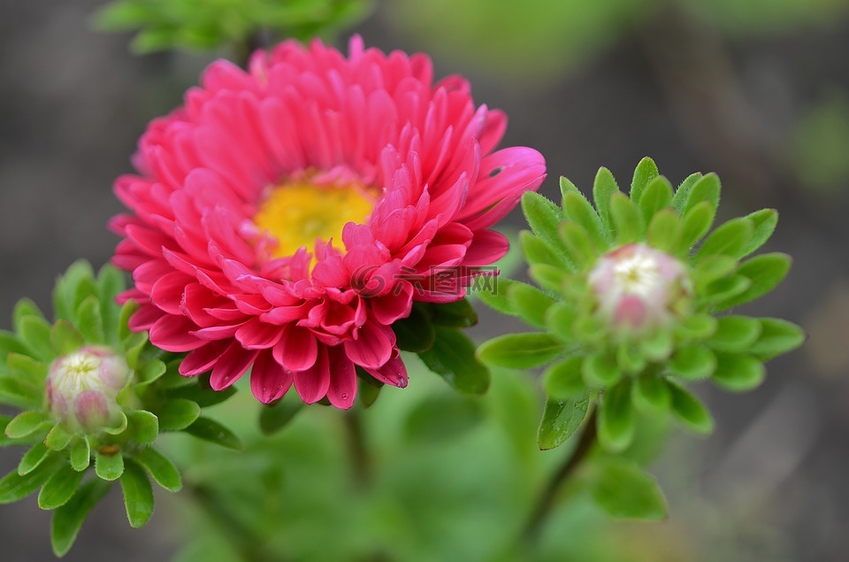 花,natur,春