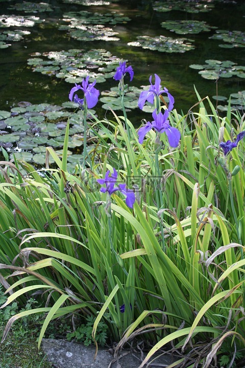 鮮花,池塘,植物園
