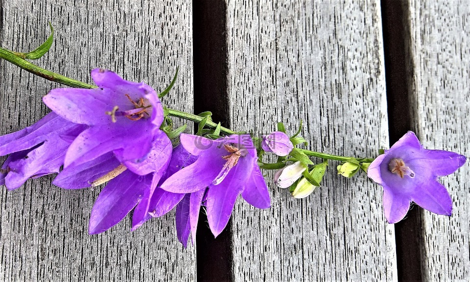 桔梗,個人blütenrispe,紫色的花