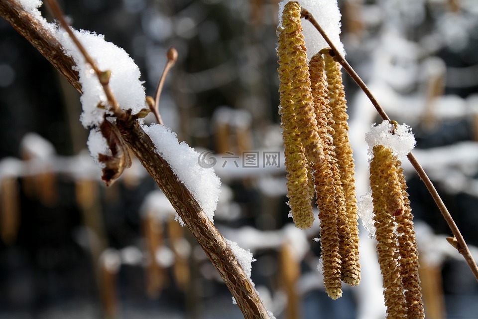 榛,榛子,雪