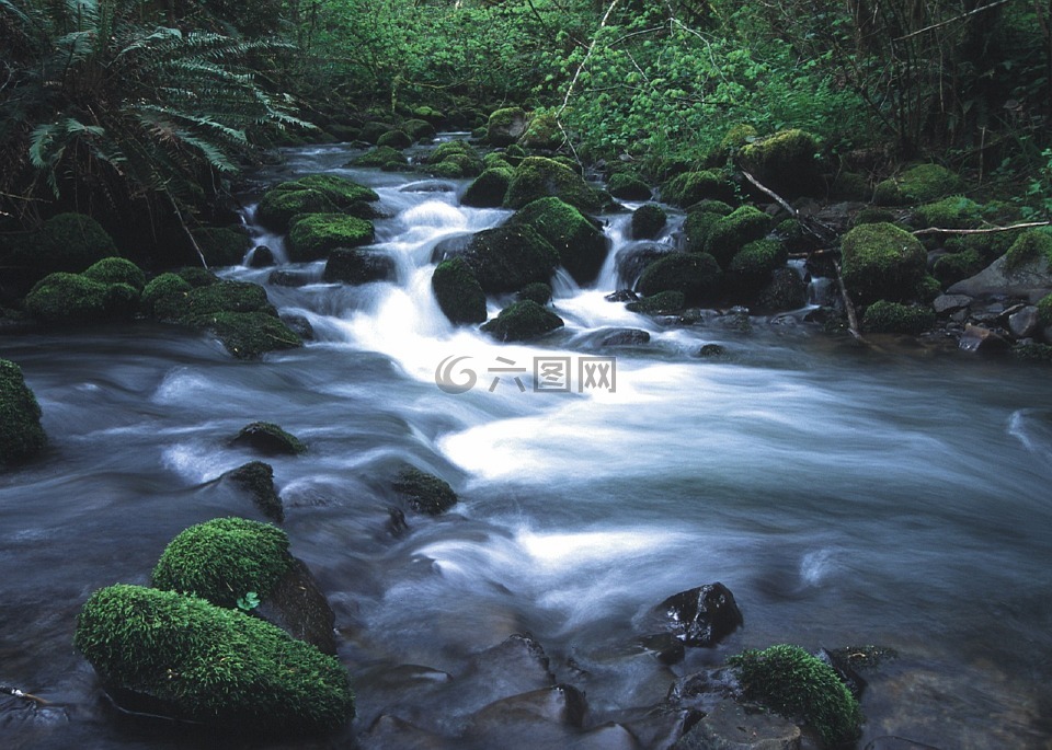 溪,荒野,水