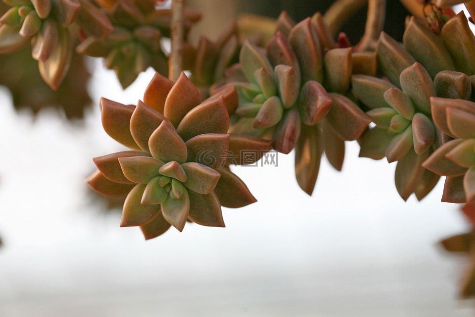 一種肉質(zhì)植物,肉質(zhì) 在這,仙人掌