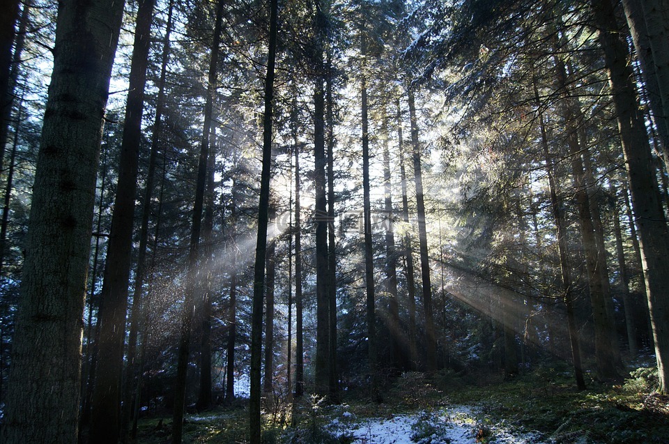 冬天,陽光照耀,雪