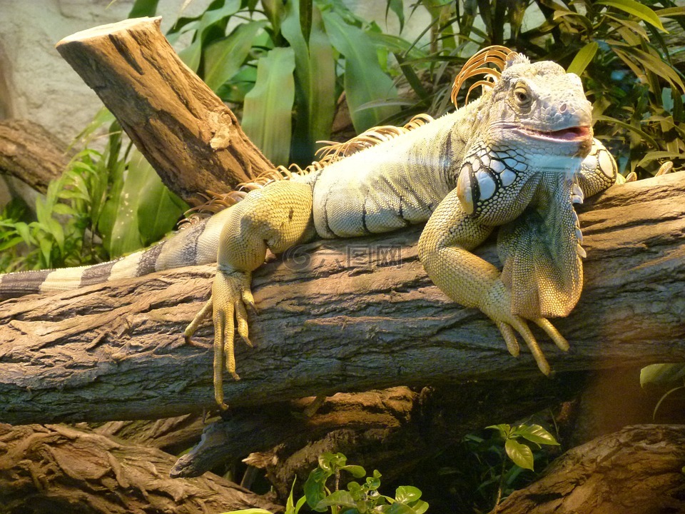 鬣蜥,動物園,爬行動物