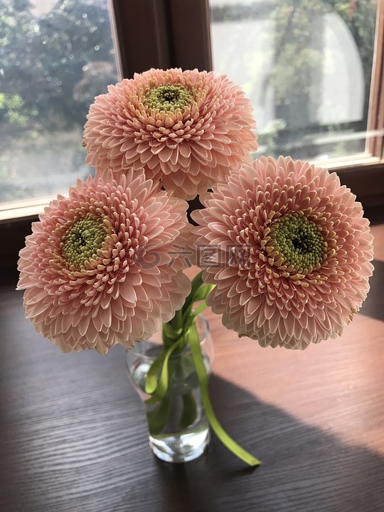 鮮花,非洲菊,粉