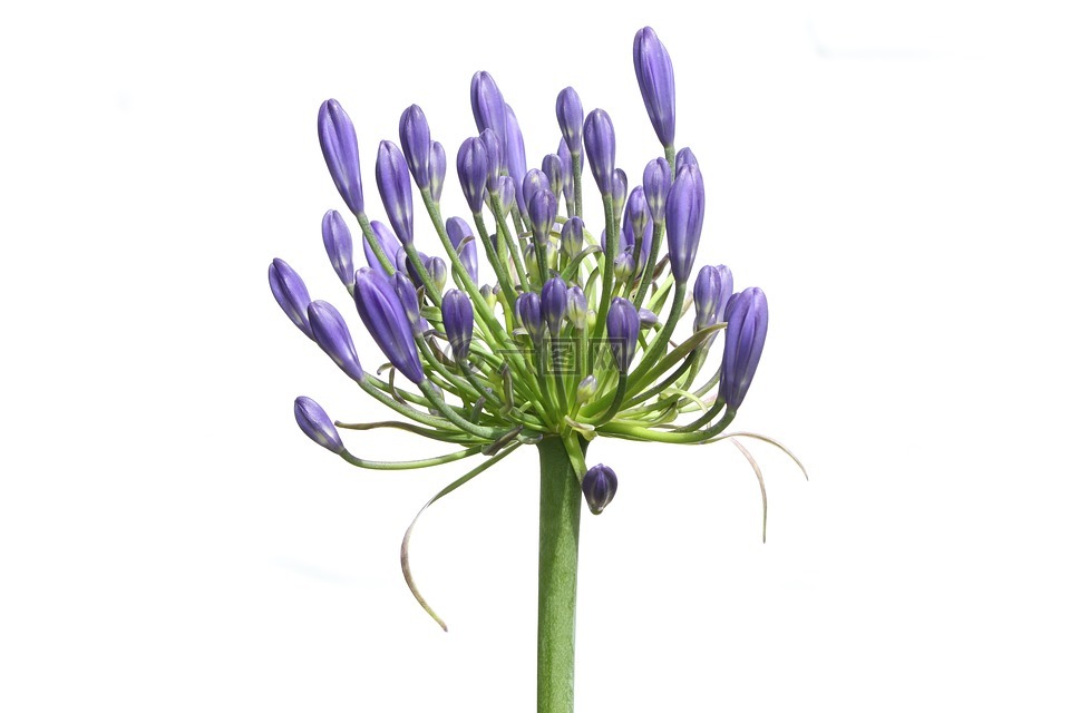阿加帕桑索斯,agapanthus africanus,開花