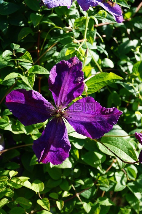 花,紫,開花