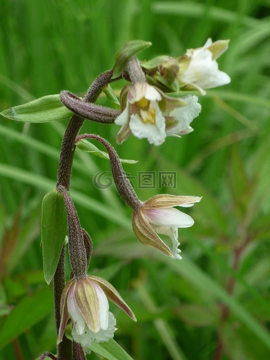 沼澤helleborine,德國(guó)蘭花,來源-沼地
