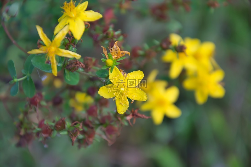植物,金丝桃,tutsan