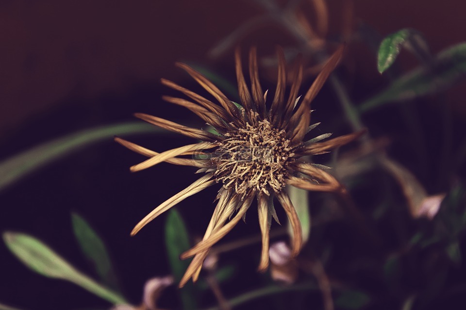橙花,春,枯萎的花