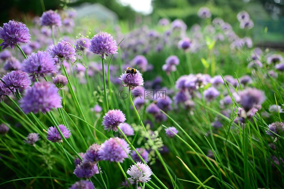 春,韭菜,蜜蜂