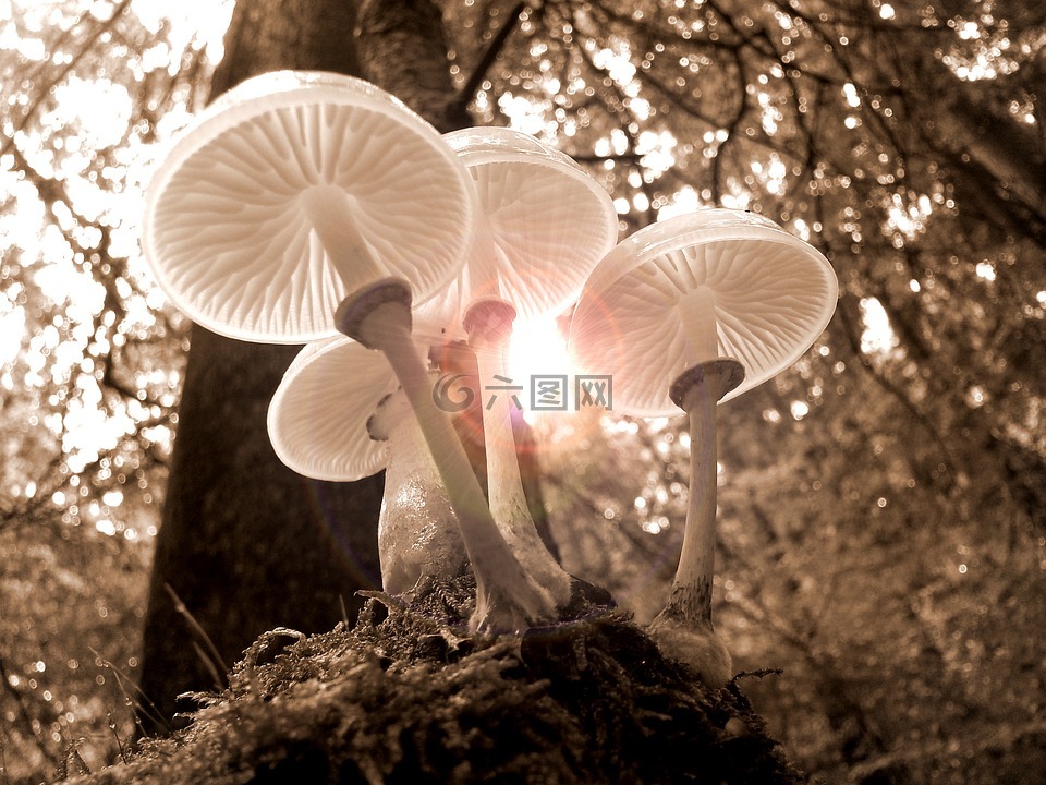 森林,蘑菇,性質(zhì)