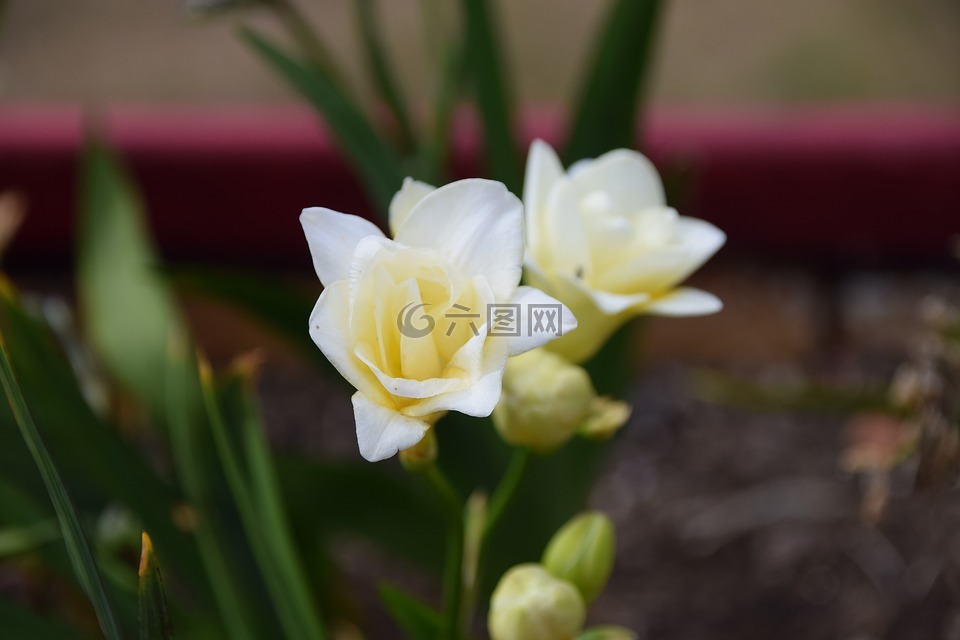 花,夏季,性質(zhì)