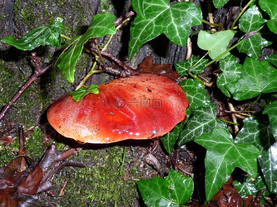 蘑菇,牛舌,樹菌