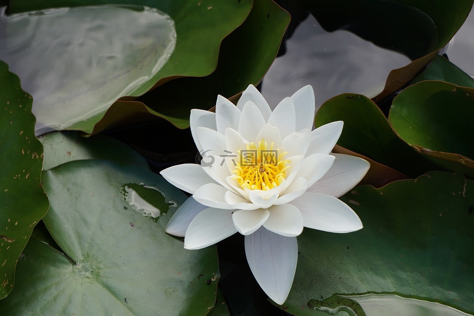 池塘,獨(dú)獨(dú)黃,花園池塘