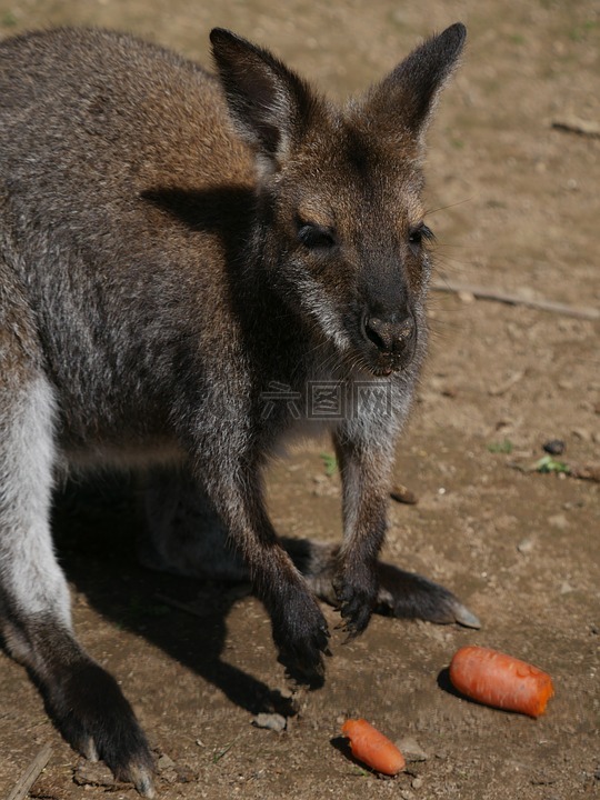 袋鼠,wallibi,動(dòng)物園