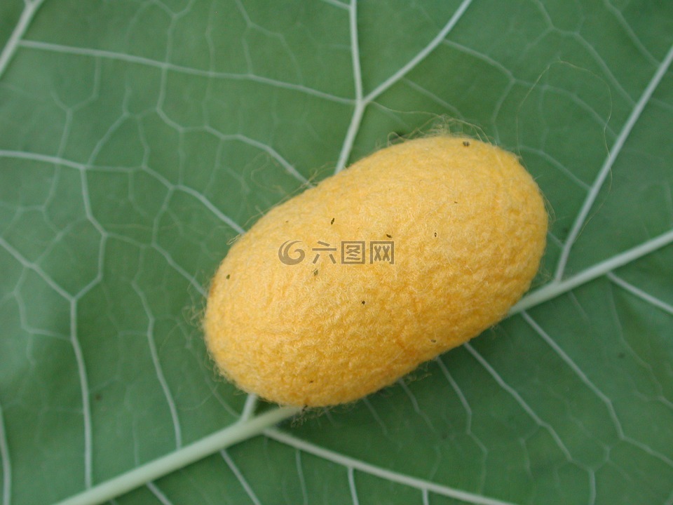 蠶,繭,昆蟲