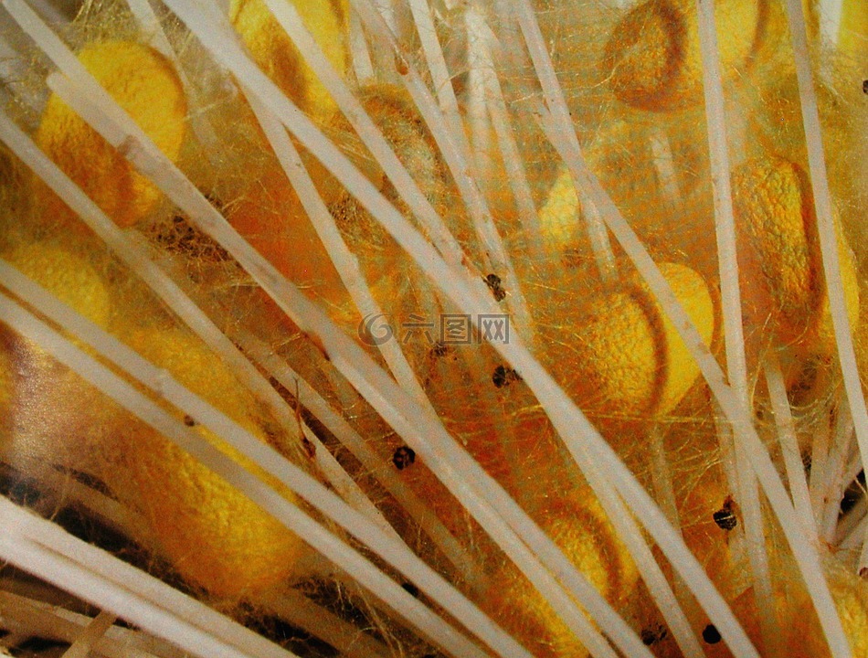 蠶,繭,昆蟲(chóng)