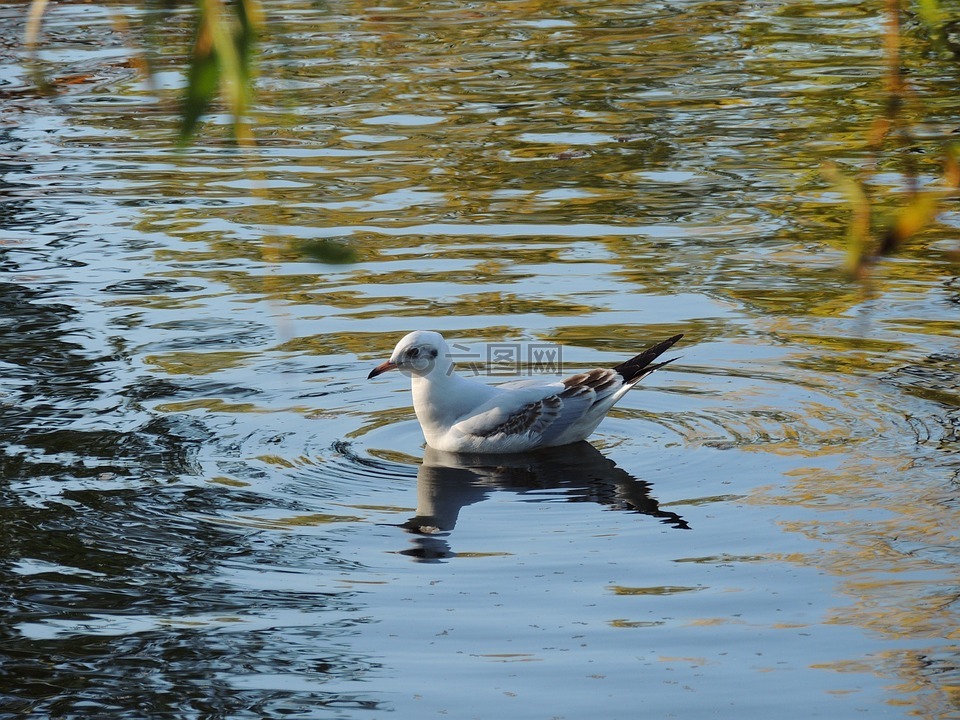 鳥(niǎo),水,自然