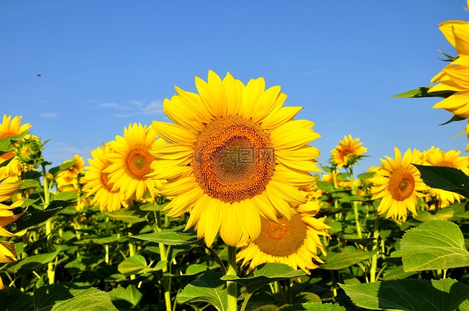 向日葵,黃色花,夏天