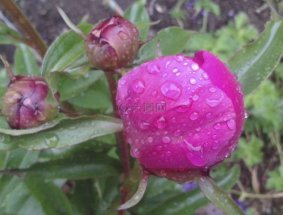 花,牡丹,開花