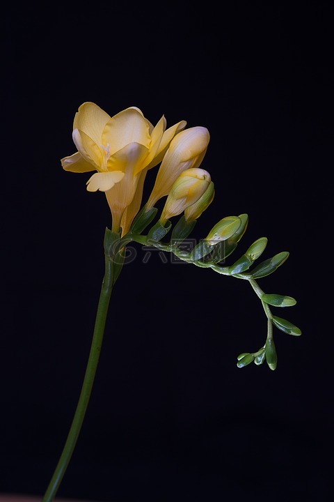 鮮花,黃色的花朵,鳶尾科
