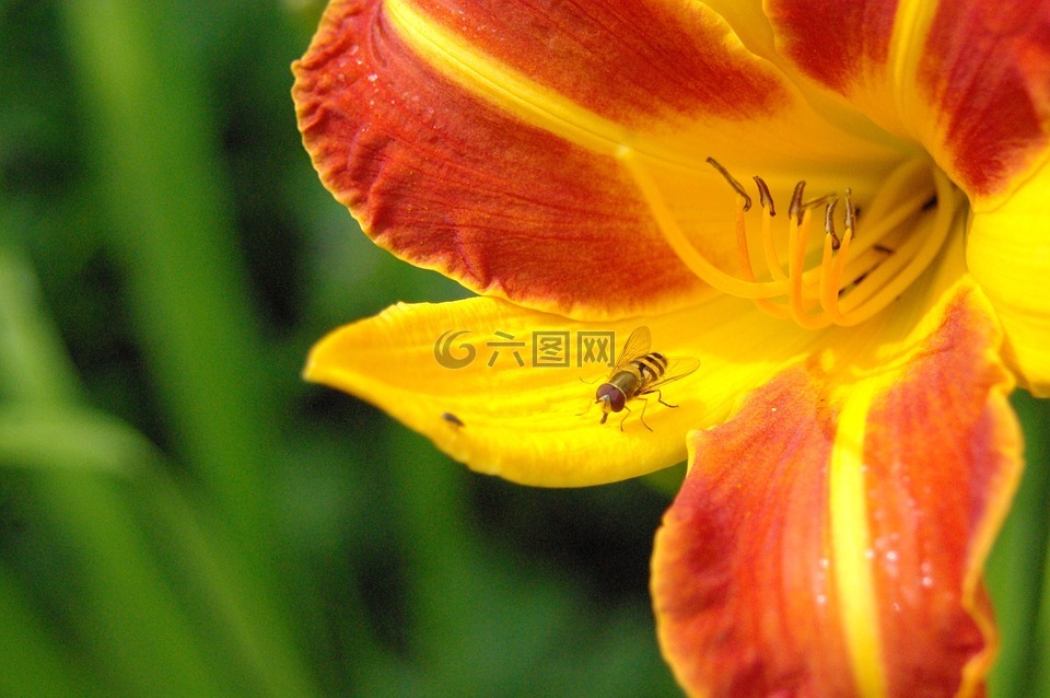 太陽(yáng),黃花菜,黃花菜植物