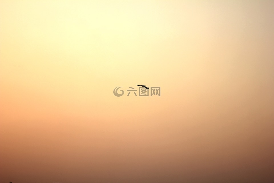 鳥(niǎo),太陽(yáng),發(fā)光